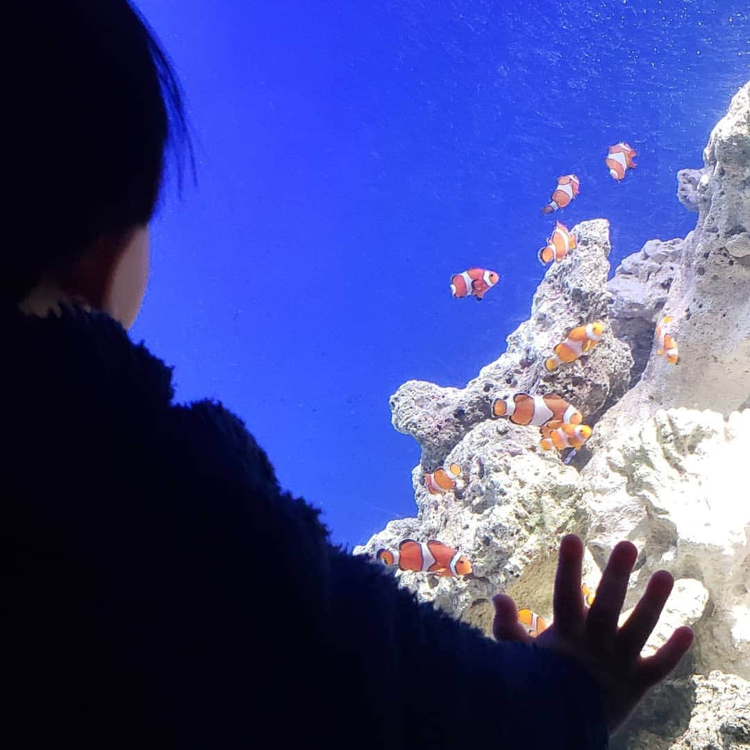 末永遥さんのインスタグラム写真 - (末永遥Instagram)「1歳のお誕生日の時と同じ 新江ノ島水族館へ… 🐙🐧🐠🐢🐟🐡🦈🐬🐳🐋 1歳の時とは違って、 お魚さんが分かるようになって 楽しみ方も増えたね😊  お天気も良くて最高だった☀️.° #新江ノ島水族館#お誕生日おめでとう  #でも#支度が進まない で#朝からイライラ #‪笑#ちゃっちゃと#動いてくれ#父ちゃんよ #息子の笑顔 で#元気に#回復#だけど #今日も#疲れは取れないまま#‪w」12月6日 11時47分 - haruka_suenaga86