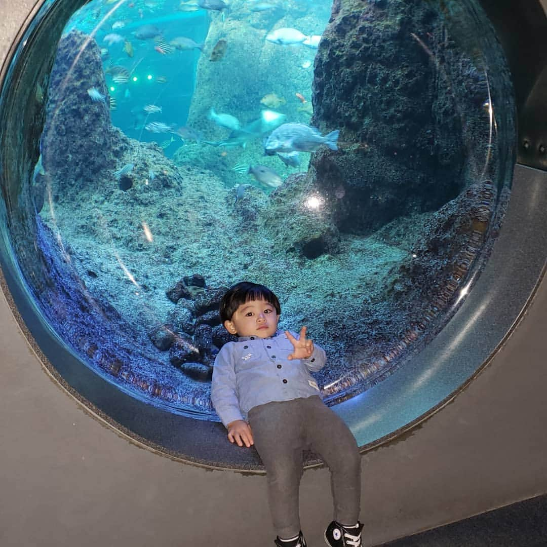 末永遥さんのインスタグラム写真 - (末永遥Instagram)「1歳のお誕生日の時と同じ 新江ノ島水族館へ… 🐙🐧🐠🐢🐟🐡🦈🐬🐳🐋 1歳の時とは違って、 お魚さんが分かるようになって 楽しみ方も増えたね😊  お天気も良くて最高だった☀️.° #新江ノ島水族館#お誕生日おめでとう  #でも#支度が進まない で#朝からイライラ #‪笑#ちゃっちゃと#動いてくれ#父ちゃんよ #息子の笑顔 で#元気に#回復#だけど #今日も#疲れは取れないまま#‪w」12月6日 11時47分 - haruka_suenaga86