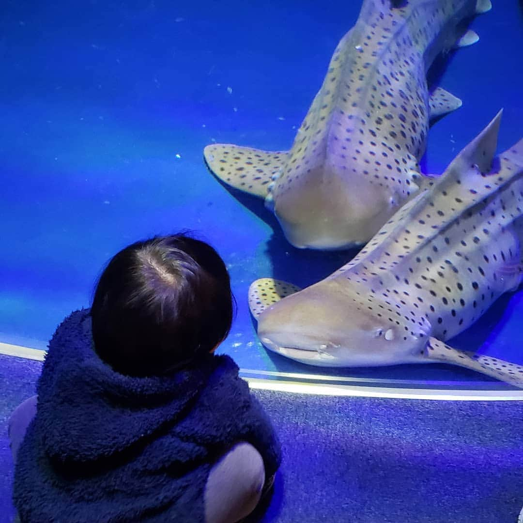 末永遥さんのインスタグラム写真 - (末永遥Instagram)「1歳のお誕生日の時と同じ 新江ノ島水族館へ… 🐙🐧🐠🐢🐟🐡🦈🐬🐳🐋 1歳の時とは違って、 お魚さんが分かるようになって 楽しみ方も増えたね😊  お天気も良くて最高だった☀️.° #新江ノ島水族館#お誕生日おめでとう  #でも#支度が進まない で#朝からイライラ #‪笑#ちゃっちゃと#動いてくれ#父ちゃんよ #息子の笑顔 で#元気に#回復#だけど #今日も#疲れは取れないまま#‪w」12月6日 11時47分 - haruka_suenaga86