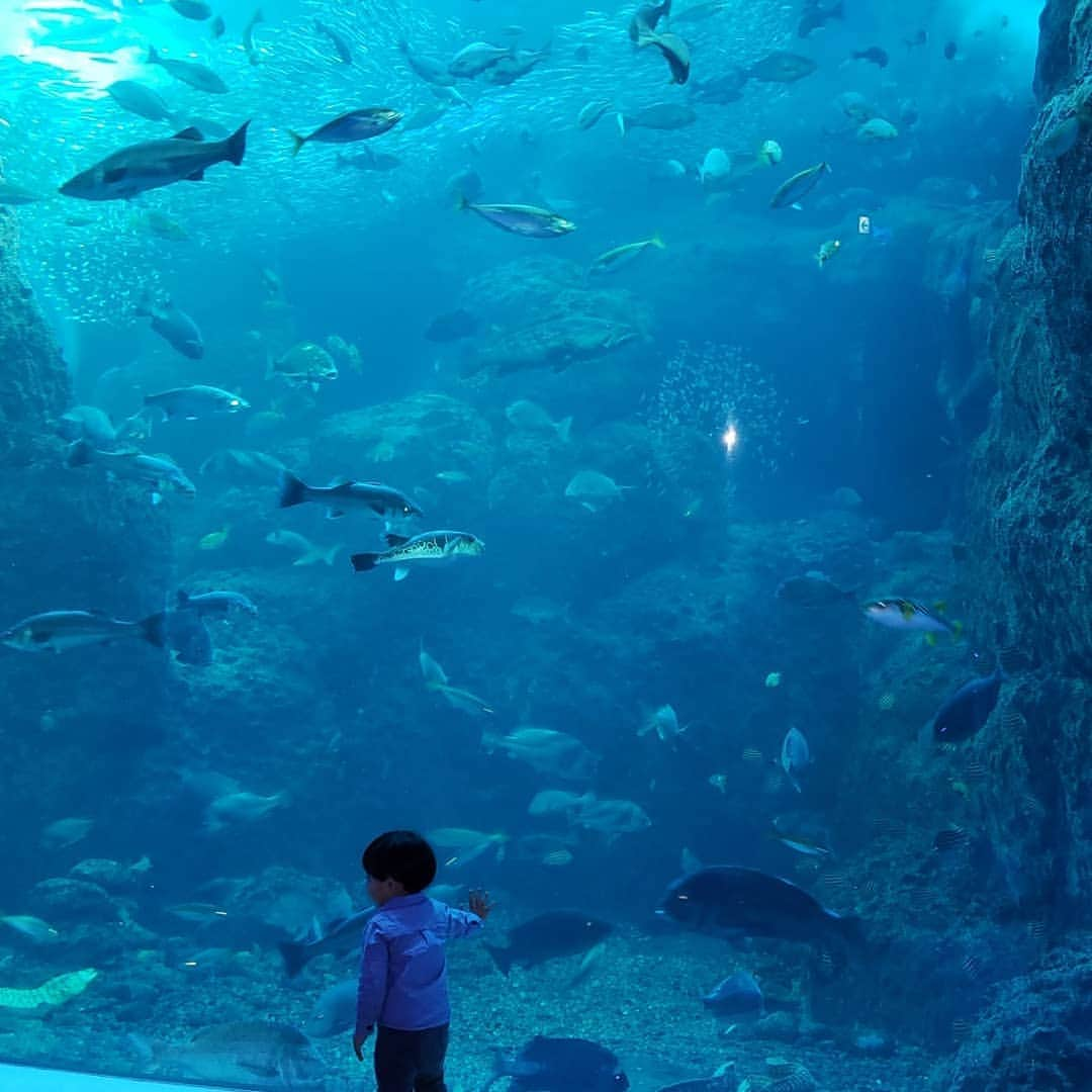 末永遥さんのインスタグラム写真 - (末永遥Instagram)「1歳のお誕生日の時と同じ 新江ノ島水族館へ… 🐙🐧🐠🐢🐟🐡🦈🐬🐳🐋 1歳の時とは違って、 お魚さんが分かるようになって 楽しみ方も増えたね😊  お天気も良くて最高だった☀️.° #新江ノ島水族館#お誕生日おめでとう  #でも#支度が進まない で#朝からイライラ #‪笑#ちゃっちゃと#動いてくれ#父ちゃんよ #息子の笑顔 で#元気に#回復#だけど #今日も#疲れは取れないまま#‪w」12月6日 11時47分 - haruka_suenaga86