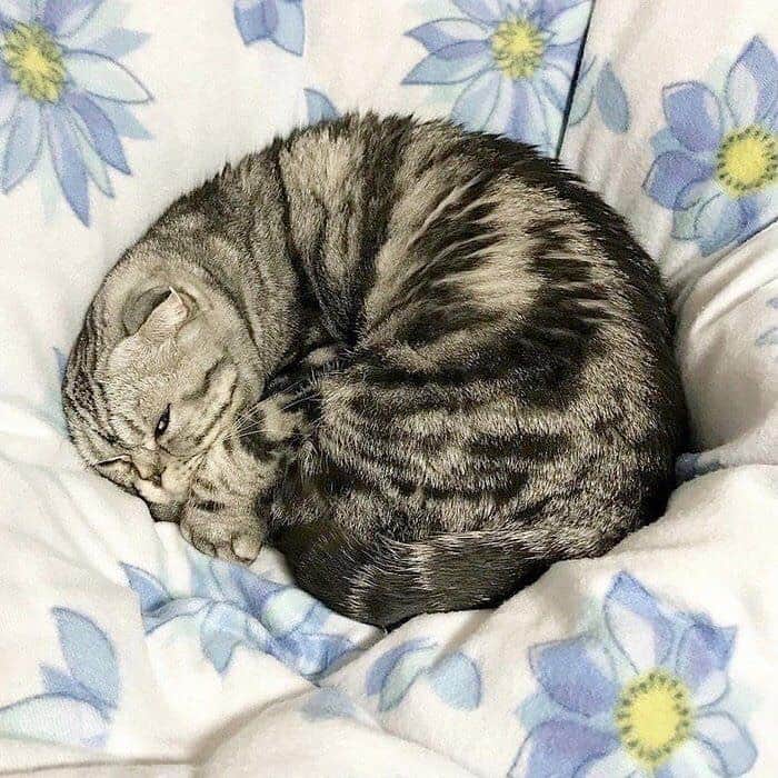 のインスタグラム：「🐱ねこのきもちWEBMAGAZINE にて、猫エッセイが更新されました。今回は「ホカまる」のお話です🐈是非お楽しみ下さい。 【渋ネコししまるさん】#24 ｜ねこのきもちWEB MAGAZINE https://cat.benesse.ne.jp/lovecat/content/?id=61472 🐱My essay about Shishi-maru is serialized in a weekly magazine:) ーーーーーーーーーーーーー 🌺「渋ネコ ししまるさん」ねこのきもちWEB MAGAZINE にて毎週金曜日エッセイの連載中 ーーーーーーーーーーー 📕「ぷっちねこ。」「3匹のちいさな猫を召喚できたなら」「ちいさな猫を召喚できたなら」徳間書店より単行本発売中 ーーーーーーーーーーー ⭐︎ねこ漫画→@tacos_cat 🌺Twitter →@taco_emonemon ーーーーーーーーーーー」