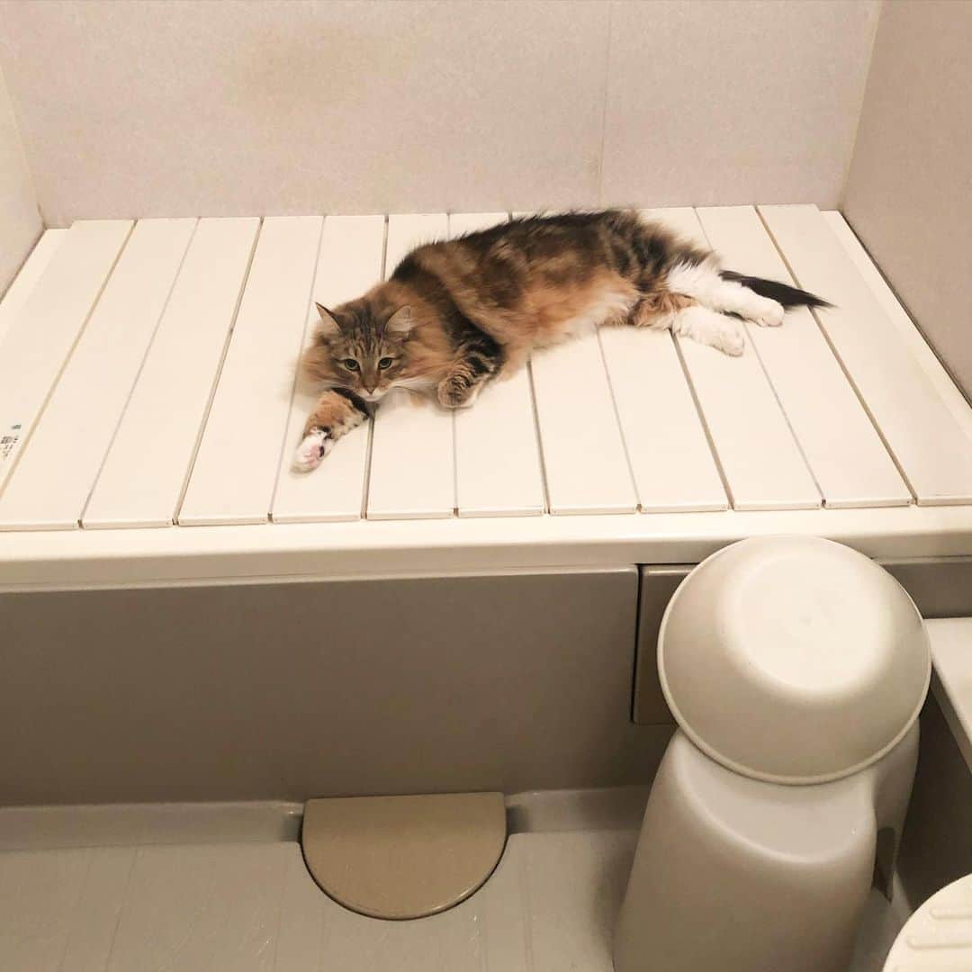 Katsuma さんのインスタグラム写真 - (Katsuma Instagram)「今日から腰痛予防のために毎日スクワットやると誓います🙋‍♂️ とにかく何よりもスクワットが良いらしい🙋‍♂️ 筋トレ大嫌いだけどあのギックリの痛みの絶望度を思い出せば全然続けれる🙋‍♂️ と、どーでもいいだろうが自分への戒めのための投稿でした🙋‍♂️ #実家のももちゃんは風呂の蓋に寝そべるのがお気に入り🐱」12月6日 22時23分 - katsuma_drums