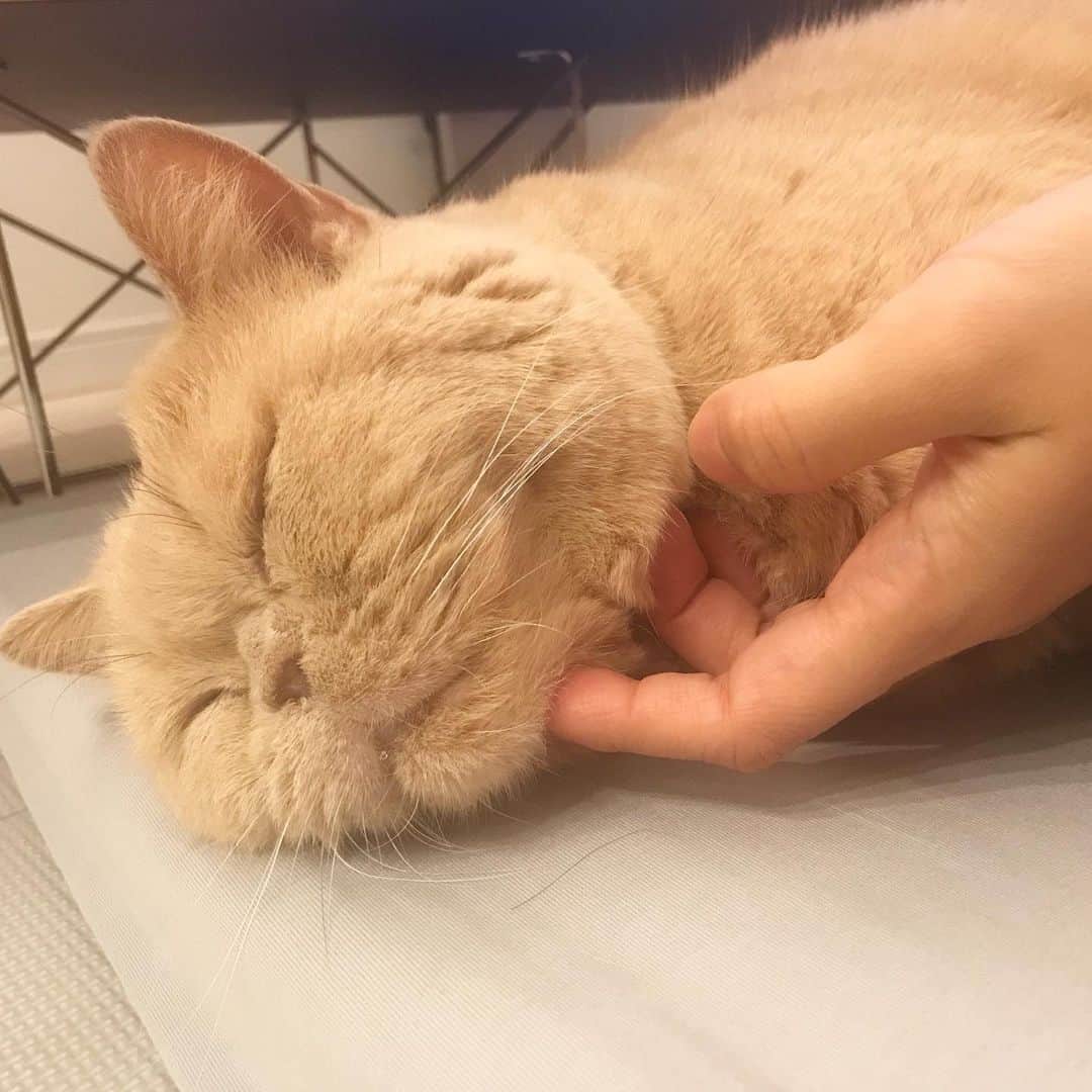 濱中鮎子のインスタグラム：「甘える巨体  #cat #ネコ #小心者の親分 #チャイ坊 #チャイ #chai #britishshorthair #ブリティッシュショートヘア #クラッシュフェイス #ぶチャイく #愛の交歓」