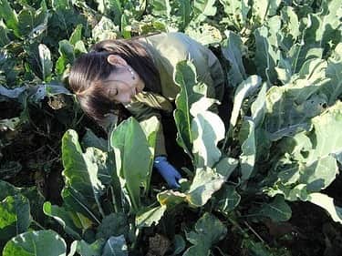 のインスタグラム：「こんにちは、野菜ソムリエの資格を持つフリーアナウンサーの有働文子です！  今回はブロッコリー🥦について紹介していきたいと思います。  実はブロッコリーはキャベツの仲間なんです！！！ そう言われてみれば似ている気もしますが驚きですよね！  冬の寒さで甘くなったブロッコリー🥦は、きんぴらやポタージュにしても美味しいそうです！ぜひ試してみてください✨  #女子アナ47 #47発信プロジェクト #アナウンサー #フリーアナウンサー #女子アナ #地方創生 #地方創生アナウンサー #司会 #司会者#旅行好きな人と繋がりたい #47都道府県制覇の旅 #47都道府県制覇 #アナウンサーの日常 #アナウンサーコーデ #女子アナウンサー #女子アナコーデ #女子アナが好き#ブロッコリー #ブロッコリーサラダ #ブロッコリー好き #ブロッコリーの茎 #ブロッコリー大好き #ブロッコリー収穫 #🥦 #旬の野菜 #野菜ソムリエ #茨城県産 #茨城グルメ #茨城観光」