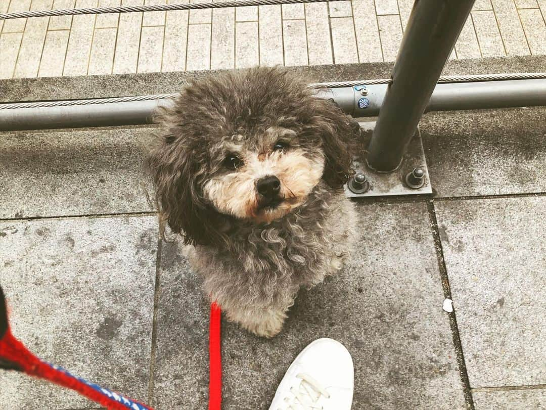 河井ゆずるさんのインスタグラム写真 - (河井ゆずるInstagram)「先日初めてレンタルペットをしました🐶  今年実家で18年飼ってた🐶が亡くなってしまったので、物凄く寂しく思ってましたが束の間ではありましたが癒されました☺️ 犬アレルギーで次の日顔は少々腫れましたが良き思い出でした笑」12月6日 22時38分 - kawaiyuzuru