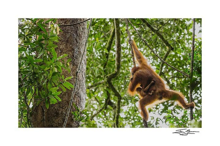 Tim Lamanさんのインスタグラム写真 - (Tim LamanInstagram)「Photos by @TimLaman.  There is still time to support orangutan conservation by purchasing one of my prints!  I’m supporting the Gunung Palung Orangutan Conservation Program (@saveGPorangutans) by donating 100% of proceeds from the sale of orangutan prints through the end of my Holiday Sale Dec 8.  Here are a few more of your options, all photographed in the wild at Gunung Palung:  1) A tender moment between baby and mom, 2) A female in contemplation, 3) Baby gets a wild ride through the canopy.  So please visit www.timlamanfineart.com (link also in profile) to check out all your options.  Prints are 33% off until Dec 8.  #orangutans #saveGPorangutans #GunungPalung #Borneo」12月6日 14時53分 - timlaman