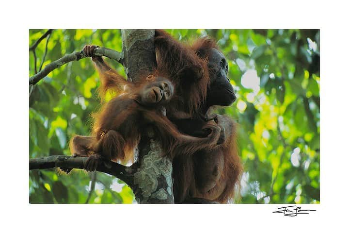 Tim Lamanさんのインスタグラム写真 - (Tim LamanInstagram)「Photos by @TimLaman.  There is still time to support orangutan conservation by purchasing one of my prints!  I’m supporting the Gunung Palung Orangutan Conservation Program (@saveGPorangutans) by donating 100% of proceeds from the sale of orangutan prints through the end of my Holiday Sale Dec 8.  Here are a few more of your options, all photographed in the wild at Gunung Palung:  1) A tender moment between baby and mom, 2) A female in contemplation, 3) Baby gets a wild ride through the canopy.  So please visit www.timlamanfineart.com (link also in profile) to check out all your options.  Prints are 33% off until Dec 8.  #orangutans #saveGPorangutans #GunungPalung #Borneo」12月6日 14時53分 - timlaman