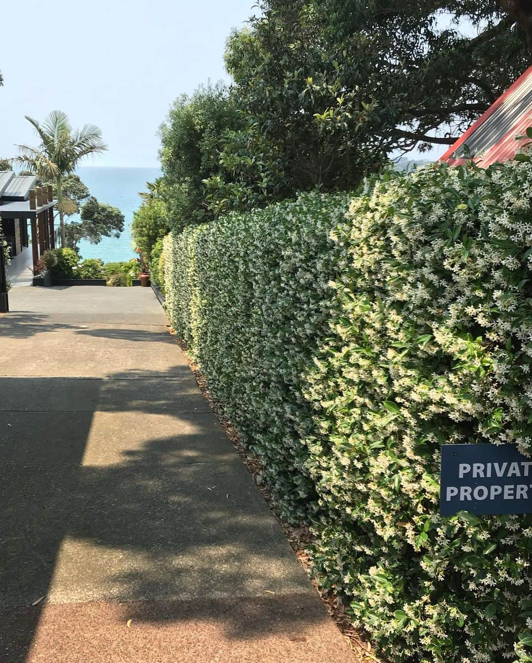 宮崎絹子さんのインスタグラム写真 - (宮崎絹子Instagram)「今日は朝からWaiheke Islandへ💙 オークランドの街からフェリーで30分で着く島。わかりやすいくらい島に来たらご満悦🤣 本当に島のゆっくりした時間も、海も、風も、雰囲気も、大好き。 ㅤㅤㅤㅤㅤㅤㅤㅤㅤㅤㅤㅤㅤ やっぱりここにもオーガニックなものがたくさん！人もみーんな優しいし、犬もフレンドリー🐩🐶🐕 ㅤㅤㅤㅤㅤㅤㅤㅤㅤㅤㅤㅤㅤ EcoZipで丘の上から景色をみたり(ちょ〜こわかったけどちょ〜たのしかったwこれに参加するとこの島の森の為の寄付ができるの！) Oyster Innでこの島で取れた牡蠣を食べたり みんなのオススメBeachで昼寝をしたり のんびりした時間を過ごしたよ！ 次来るときは1週間くらいここにいたい🌿  #ニュージーランド #NZmustDo #onassignmentfor @purenewzealand #newzealand #babykiy_newzealand」12月6日 14時49分 - babykiy