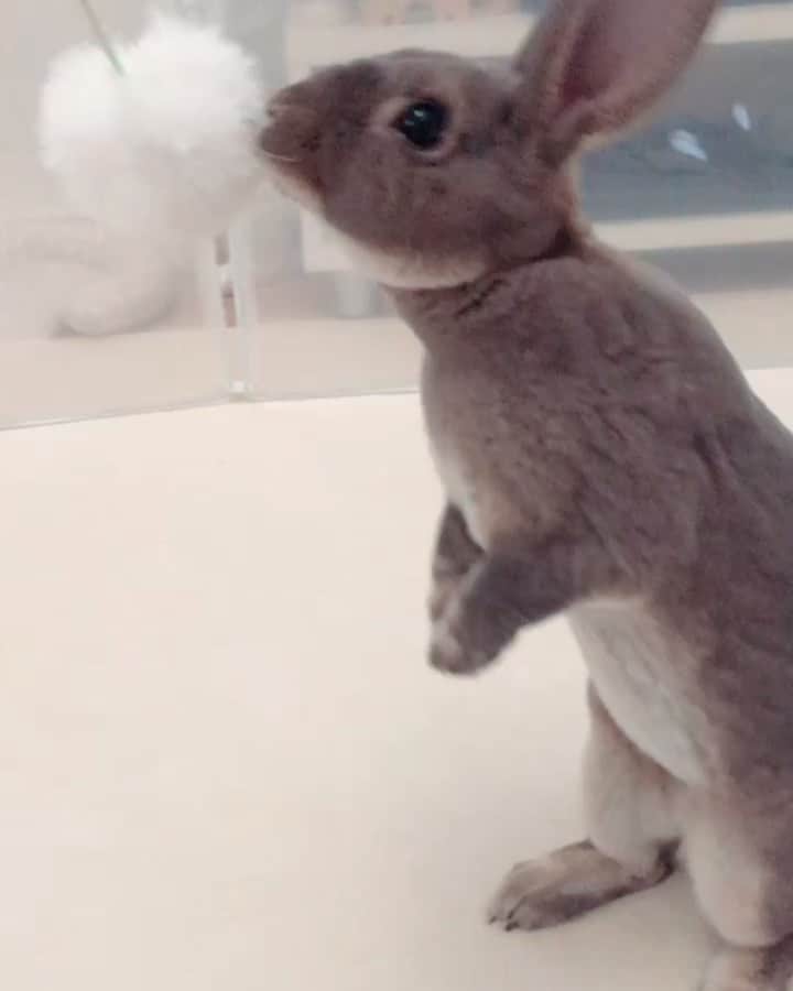 Kayoのインスタグラム：「❤︎いーくー❤︎ てぃっ  ていていっ♫ ほぼネコだにゃん❤︎」