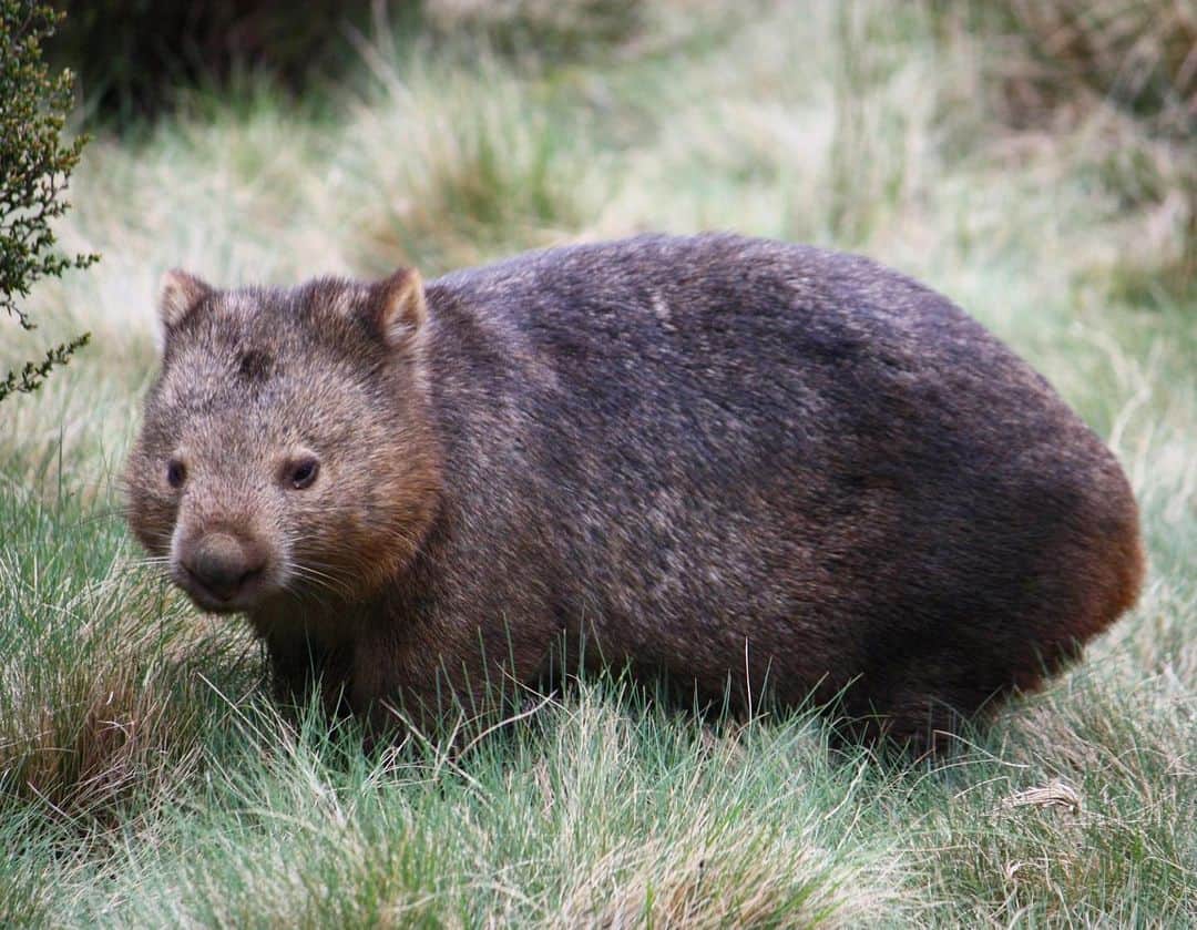 アメリカ自然史博物館さんのインスタグラム写真 - (アメリカ自然史博物館Instagram)「Let’s talk wombats! The ...