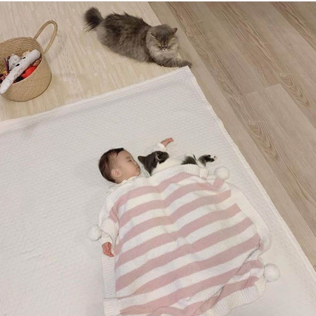 ねこさんのインスタグラム写真 - (ねこInstagram)「キャハ😂💖みゆちゃんの腕枕で寝る、ごまくん🐱そして、見守るとろろちゃん💗みんな可愛い😍😍😍💤 #Repost @torogoma_tan with @make_repost ・・・ . 妹の腕枕😪💓 ごまの隣に寝かせたらごまがみゆにくっついていったよ☺️ そして安定のとろちゃん...😚 いつもは寝室でお昼寝させてるけど長く寝かせたくない時はリビングに寝かせてる😪 #見守りとろちゃん . . #ペルシャ#ブリティッシュショートヘア#persian#persiancat#britishshorthair#cat#catstagram#ilovecats#bestmeow#babyandcat#babygirl#赤ちゃんと猫#猫と赤ちゃん#猫のいる生活#赤ちゃんのいる生活#生後9ヶ月#コドモノ#コドモダカラ#子育てグラム#ママタス#ベビフル#スマイル育児#ままのて#みゆとにゃん#イブル#ふかぴた」12月6日 15時29分 - neko_magazine