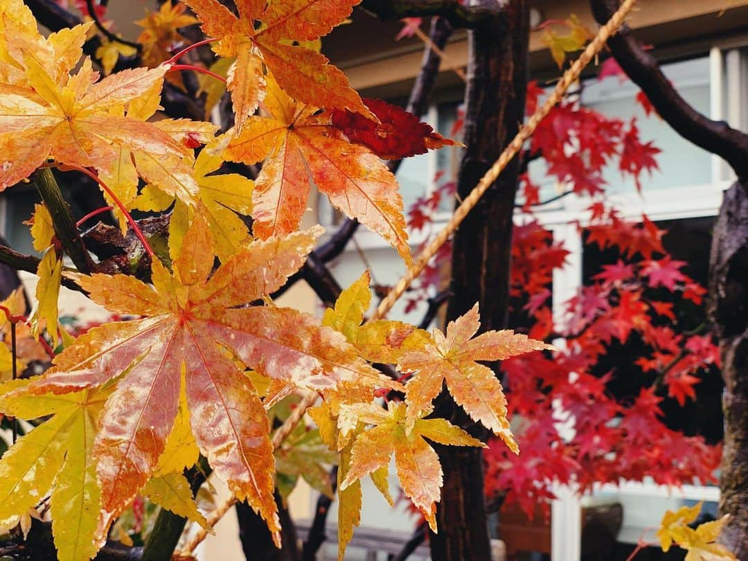 奈津美さんのインスタグラム写真 - (奈津美Instagram)「⌘ 紅葉🍁 やはり、自然はいいな。 ⌘ #nature #autumn #winter #autumnleaves #四季の景色 #紅葉 #秋と冬のはざま #今年初雪頂きました #自然がすき」12月6日 15時32分 - natsumi_7.2.3