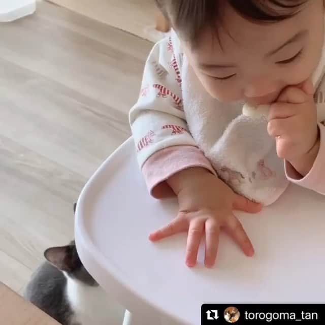 ねこのインスタグラム