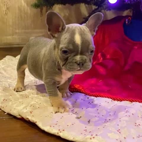 Oprahnbooのインスタグラム：「Lilac fawn #teamdog #doglovers #dogoftheworld #dogsofinstagram #female #dogoftheday #share #tag」