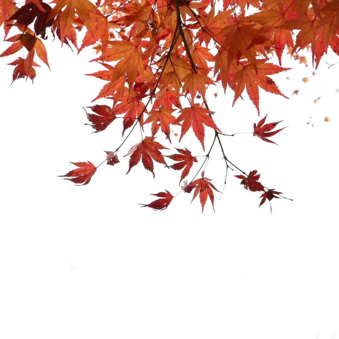 harumiのインスタグラム：「Happy  weekend🍁🍁🍁. Red leaves❤️❤️❤️. . 秋のおもひで❤️🍁❤️. 今年は、もみじ真っ盛りのタイミングで、みきちゃんと秋の京都紅葉めぐり📷できて、最高だったなぁ〜🍁. ありがとう❤️ @koron.n」