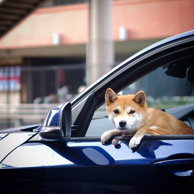 関沢圭司さんのインスタグラム写真 - (関沢圭司Instagram)「犬飼いたい🐶  #xt20 #今日もx日和」12月6日 17時20分 - keiji55555