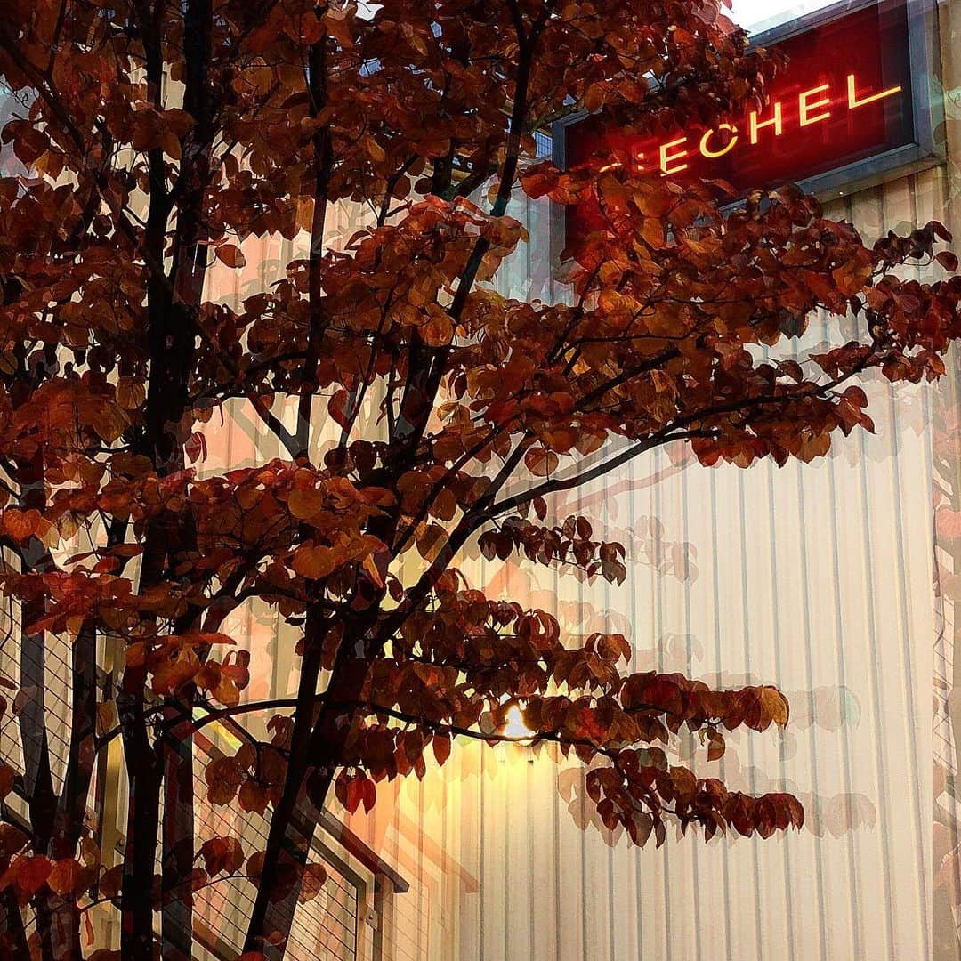 青木大輔のインスタグラム：「紅い葉もキレイ 秋だな🍂 もう冬になるかな❄️ … 12月は30日の17時までです。 休みは火曜日だけ！ 年内最後のヘアケアお待ちしてます〜🙇🏽‍♂️ #autumnleaves#singboard」