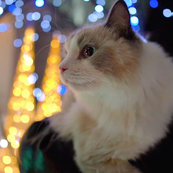 マアルのインスタグラム：「旭川の温度はマイナス4℃でした  #🐈 #北海道 #旭川空港 #イルミネーション」