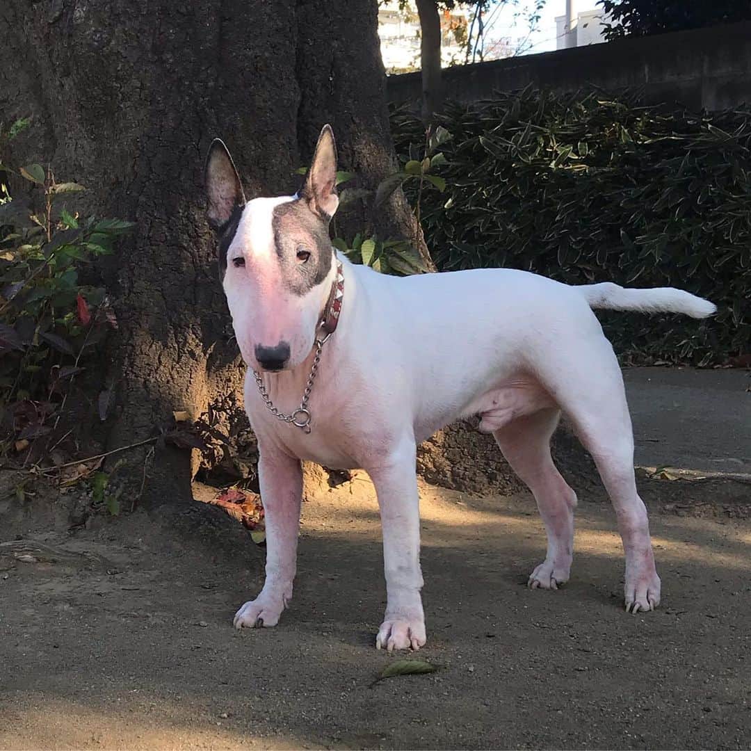 のインスタグラム：「#minituru#bull#terrier#minibullterrier#miniturubullterrier#dog#dogstagram#cute#qtaro#love#family#ミニチュア#ブルテリア#ミニチュアブルテリア#Q太郎」