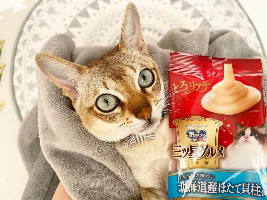 モルト♡Malt(Singapuracat)のインスタグラム：「クリスマスプレゼントは何にしようかな〜と思って色々試してみてるよ〜🎄🎅🏼 全国各地の厳選素材を使った#三ツ星グルメ  の#とろリッチ を贅沢に5種類！ モルちゃんが好きな味付けが多くて嬉しい😽 特に北海道産ほたて貝柱を使用したほたて味がお気に入り💕 * 家族で夜ご飯を食べる時に、モルちゃんも『何か食べたーい！』ってまだドライフードが残っているのにおねだりしてくるの😹 ママの肩に手を置いてお願い💕されたら、あげないわけにいかなくて🤦🏻 このスティックおやつは少量の食べきりサイズだから、ちょこっとおやつをあげたい時にぴったりでした😻👌 お行儀悪いかもしれないけど、モルちゃんもみんなと一緒にダイニングテーブルで食べてるよ😸🍽 * 2枚目見てね➡️#猫サークル #三ツ星スティックアート 猫ちゃんってなんで囲いに入りたがるのかな〜？みんにゃも入る？ * * * #猫のおやつ #猫おやつ　#シンガプーラ #猫 #ねこ#ねこ部 #ふわもこ部 #猫のいる暮らし #猫とインテリア #三ツ星グルメ_PR」