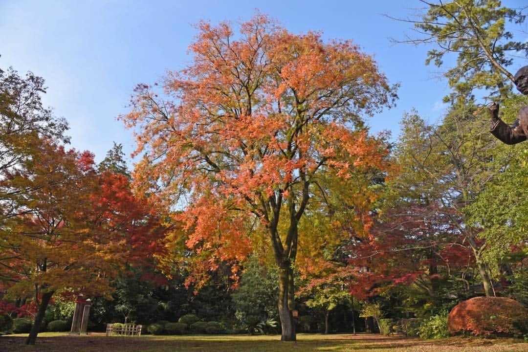 公益財団法人モラロジー研究所のインスタグラム：「柏キャンパスの紅葉。イチョウはだいたい終わり、紅葉が色鮮やか。写真は研究センター前のカイノキ。 #隠れた名所 #紅葉 #紅葉狩り #柏市 #広場 #自然 #広場」