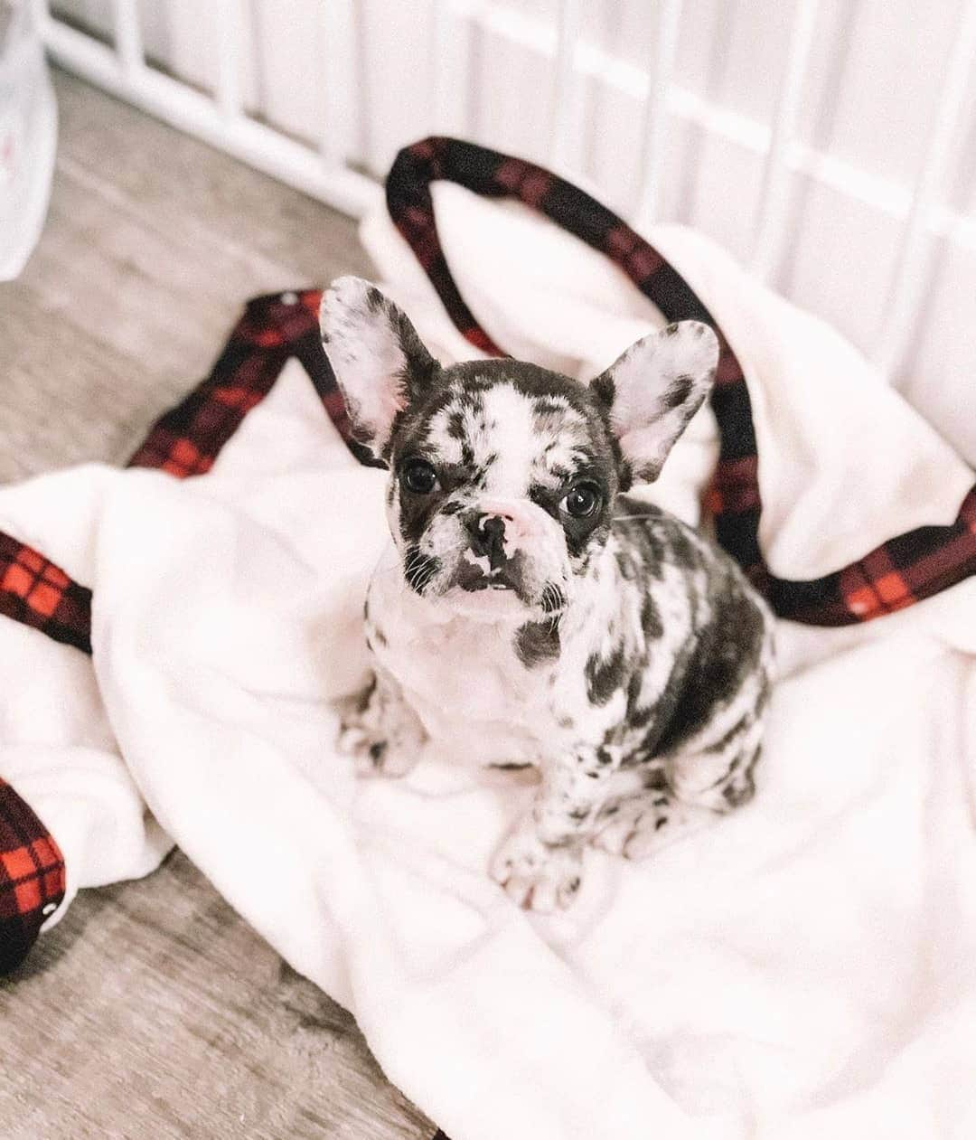 French Bulldogのインスタグラム