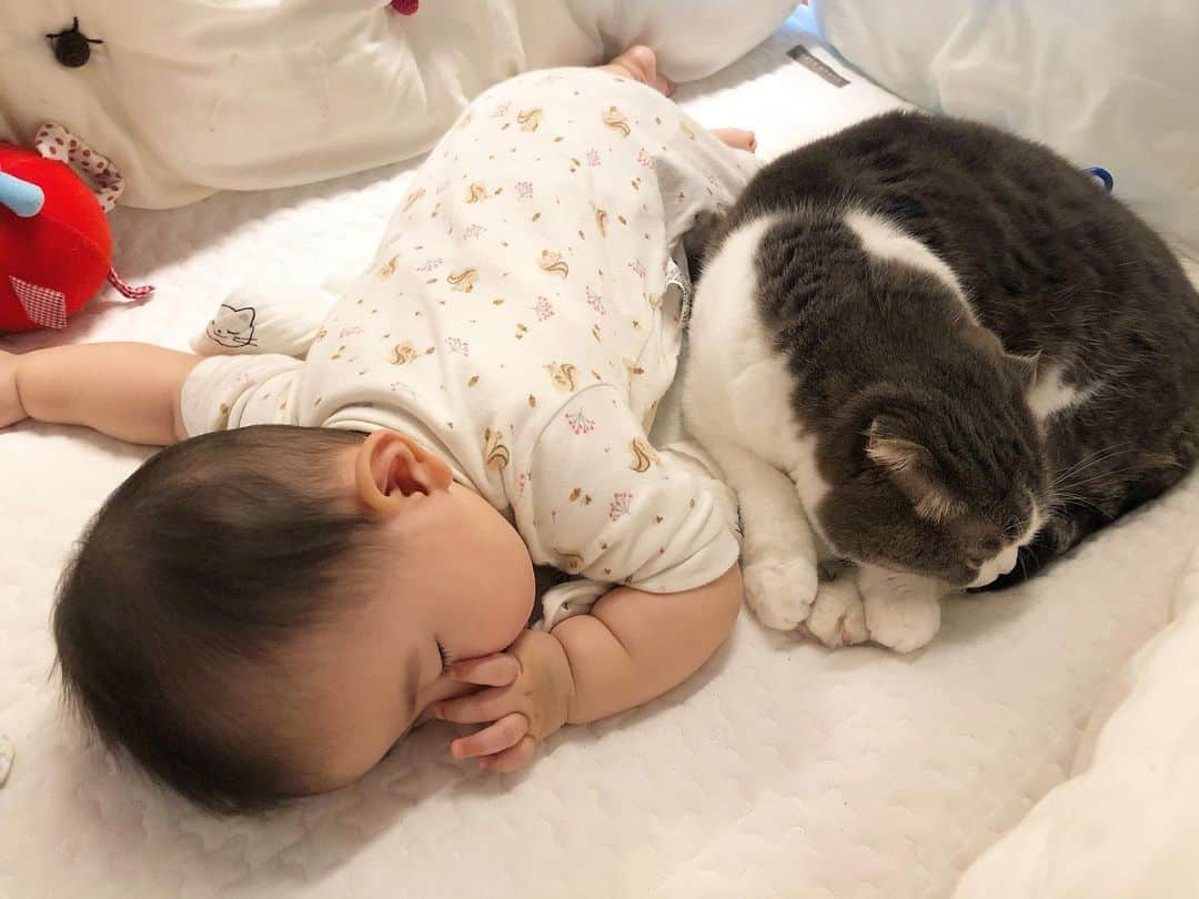 Chiyomame ちよまめさんのインスタグラム写真 - (Chiyomame ちよまめInstagram)「Taking a nap together😴😴💤 . . 一緒にお昼寝 . . ⬇️⬇️👶🏻😽💕⬇️⬇️ #まんまるとムスメ . . . #ScottishFold #スコティッシュフォールド #ねこ部  #猫#子猫#ScottishFold_Mamechiyo #まん丸ねこ部  #catsofworld #cat #cats #catstagram #kitten #kitty #petstagram #petsagram #catoftheday #baby#catsofinstagram #ilovemycat #instagramcats  #赤ちゃんと猫 #猫と赤ちゃん #赤ちゃんのいる生活  #生後6ヶ月 #赤ちゃん#ママ千代　#お昼寝　#添い寝」12月6日 18時28分 - chiyo.mame