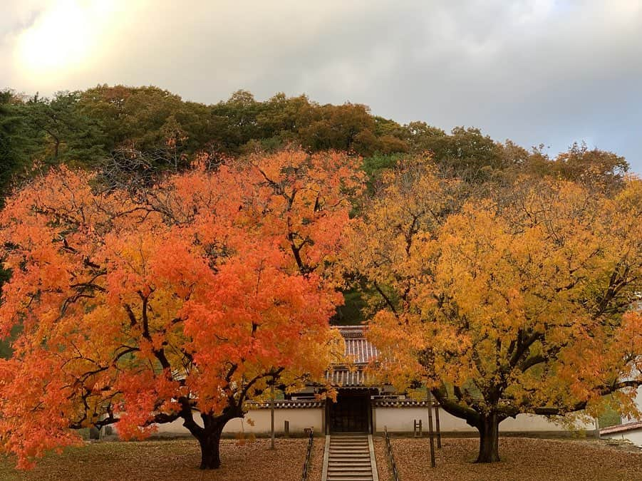 喜山康平さんのインスタグラム写真 - (喜山康平Instagram)「鮮やかな色なんです🍁  #紅葉 #岡山県 #閑谷学校 #dayoff  #okayama #japan」12月6日 18時40分 - koheikiyama_