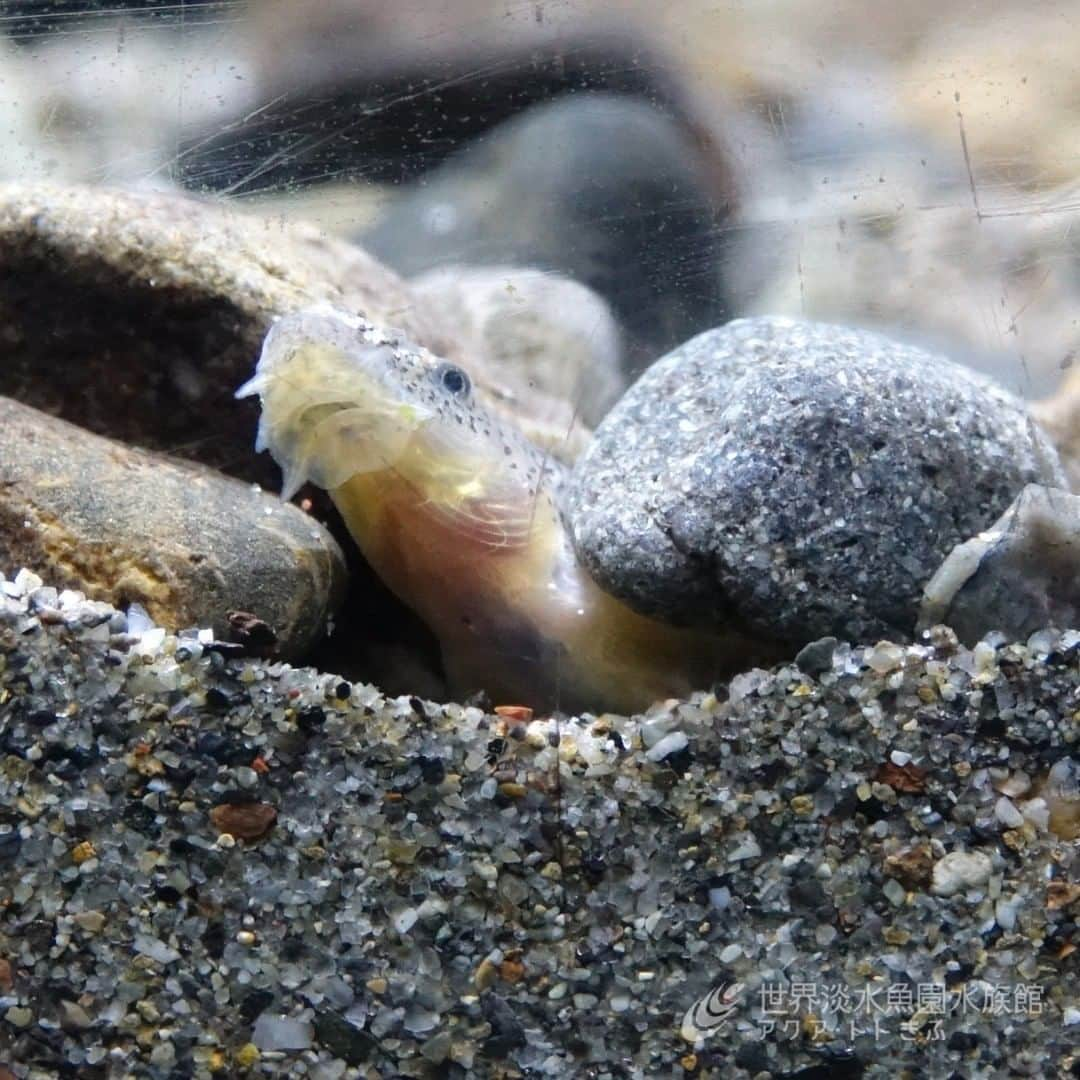 世界淡水魚園水族館 アクア・トト ぎふのインスタグラム