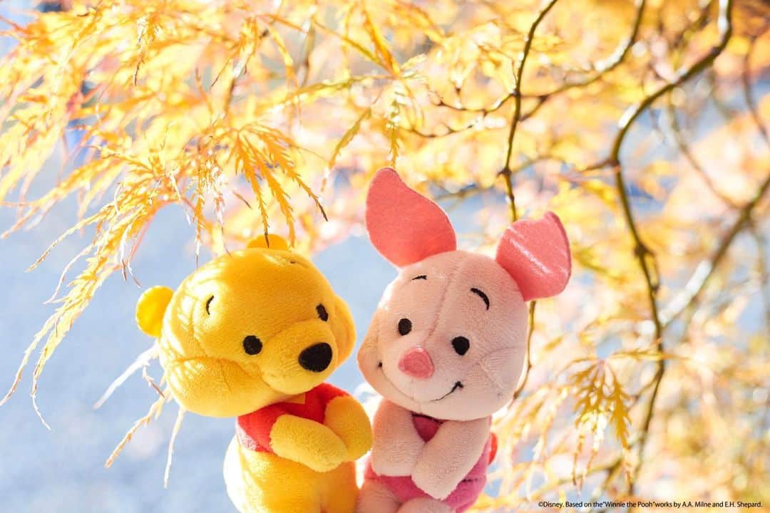 ちょっこりさん【公式】のインスタグラム：「#20191206 * 朝の澄んだ空気の中でパシャリ！ 黄色い葉っぱ、きれいだね。 * #ちょっこりさん #ディズニー#ディズニーグッズ #ぬい撮り#ぬいぐるみ #chokkorisan#disney #takaratomyarts #ぬいぐるみと撮り隊 #disney写真部 #ディズニーグッズ #ちょっこりさん好きな人とつながりたい」