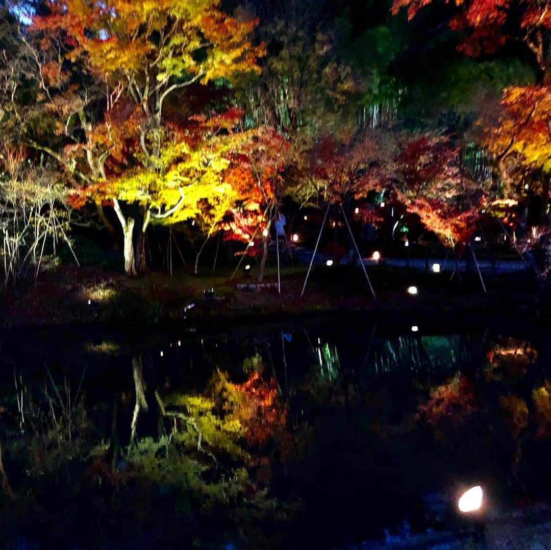 関谷亜矢子さんのインスタグラム写真 - (関谷亜矢子Instagram)「京都、高台寺のライトアップ。水面に映る紅葉とのダブルファンタジー。吸い込まれそうだった。  #京都紅葉 #高台寺ライトアップ #噂通り #京都好き #日帰り」12月6日 19時23分 - ayakosekiya.516