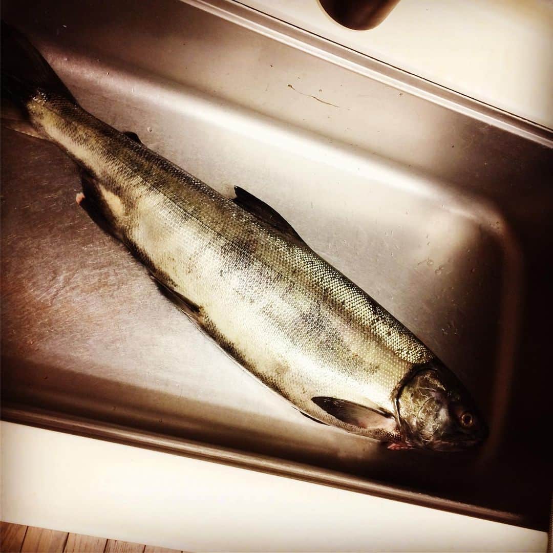 岡田屋鉄蔵のインスタグラム：「別の友人からは北海道直送鮭一本！からの解体ショー。腹一杯の卵は漬けて3日後にはイクラ丼。うまし！」