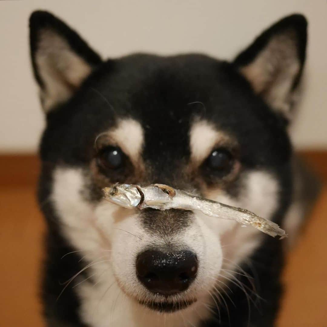 のインスタグラム：「#煮干し大好き犬 #🐟 #目線の先にはおやつ #👅 #kuroshiba #blackshiba #shibainu #shibastagram #instadog #dogstagram #柴犬 #黒柴 #黑柴 #日本犬 #和犬 #シニア犬 #スマイル犬 #癒し犬 #いぬら部 #ふわもこ部 #柴犬部 #モフモフ生命体 #柴犬のいる暮らし #わんこのいる暮らし #わんこのいる生活 #わんこと一緒 #わんダフォ #わんだふるjapan #smiledog」