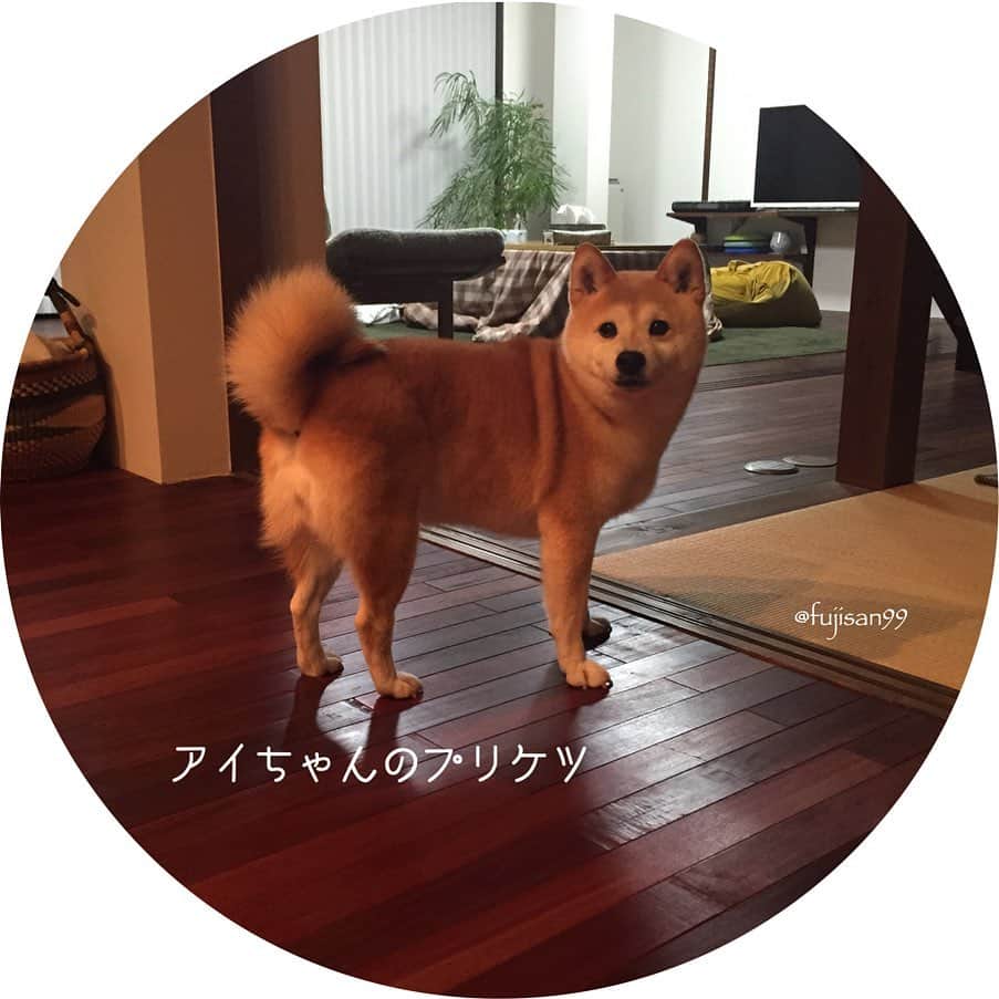 ai-chanさんのインスタグラム写真 - (ai-chanInstagram)「ai-chan mama🙂 かわいい🧡かわいい とっておきの3体 🐕🐻🐘 販売予定です . 『犬』ARABIA 1960年代 作者: Taisto Kaasinen/タイスト・カーシネン（1918〜1980） カーシネンの作品の中でも犬を見つけるのはとても難しく、見つかっても耳や足が欠けていたり割れていたり…この犬の状態はとても良く、グリーンをベースとしたなんとも言えない良い色です。今秋フィンランドで見つけたカーシネンの犬は、この１匹です🐕 . 『子グマ』ARABIA 作者: Lea von Mickwitz/レア・ヴォン・ミックヴィッツ（1884〜1978） かわいい寝姿、内股の後ろ足🐻癒されます . 『子ゾウ』kupittaan Savi社 1920年代から60年代にフィンランドに存在したKupittaan Savi社のもの（1969年閉窯） フォルムが愛らしい子ゾウ🐘 後ろ姿もたまらない〜 . 〝 kissa と koira 〟 12月13日金、14日土、15日日 pm12〜17 於: 自宅一室ショップ（京都市内） . Introduse of figurines antique🇫🇮 It's so calming just watching some animals🥰 . 『dog』ARABIA 1960's Taisto Kaasinen（1918〜1980）work This is a rare product🐕It's difficult to find a good condition dog. . 『bear』ARABIA Lea von Mickwitz（1884〜1978）work 🐻cute sleeping looks🧡 . 『elephant』 kupittaan Savi Co.（1920's〜60's） 🐘back view❤️lovely . 〝kissa and koira〟13.14.15 December 🏡 pm12〜17 〝kissa and koira〟web shop is coming soon. . #kissaとkoira #kissaandkoira #北欧ヴィンテージ #arabiafinland #iittala #頑張れアイママ」12月6日 20時29分 - fujisan99