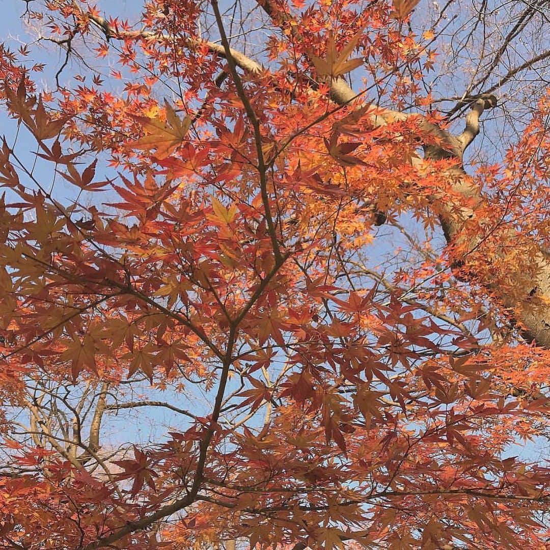 田畑佑莉さんのインスタグラム写真 - (田畑佑莉Instagram)「🍁 #代々木公園」12月6日 20時48分 - lily02tbt