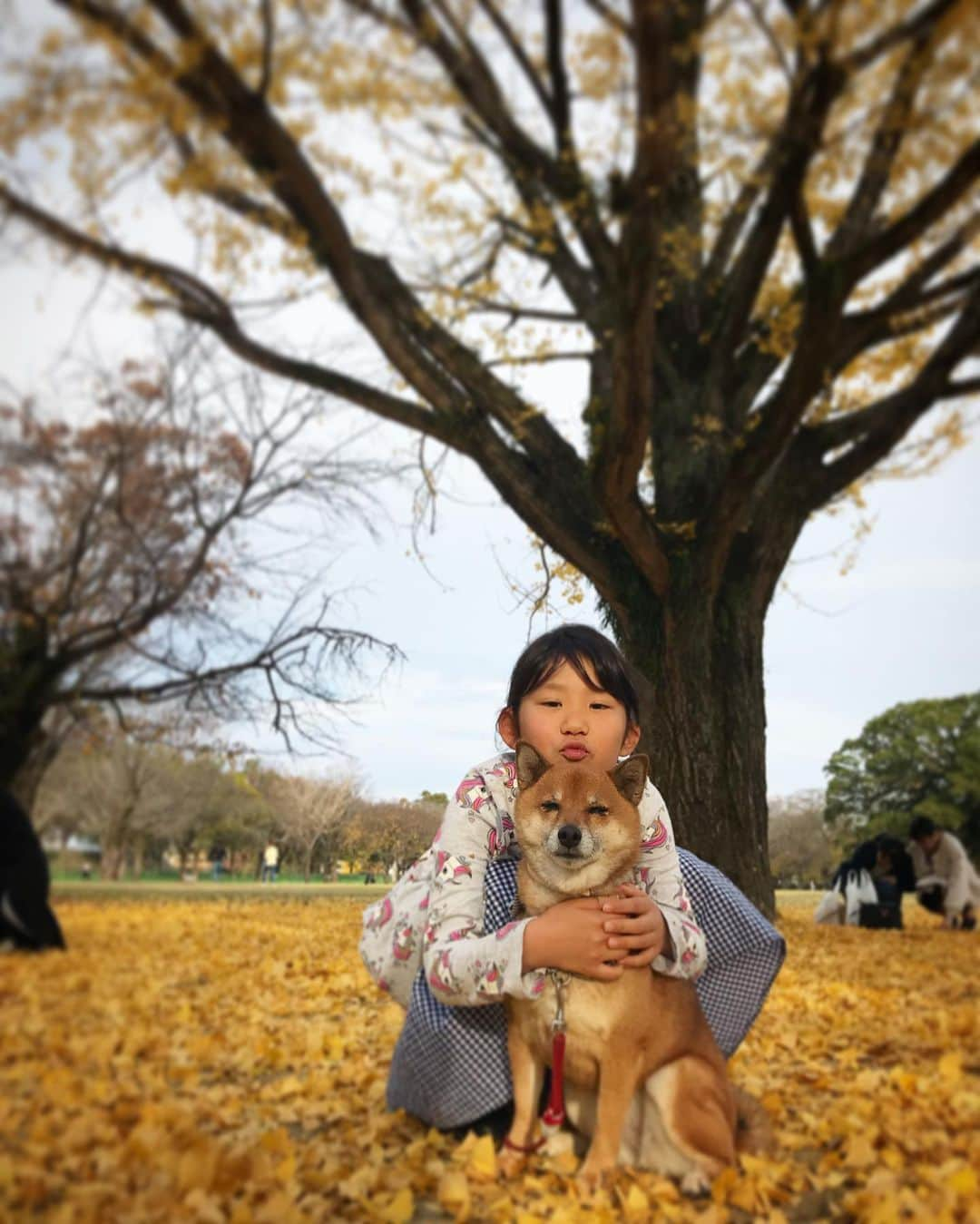 柴犬はなこ Shibainu Hanakoさんのインスタグラム写真 - (柴犬はなこ Shibainu HanakoInstagram)「みなさま、たくさんのお誕生日コメントをいただきどうもありがとうございました😊母親業も8年かぁと今更ながらしみじみ🍀最近はなかなかポストできないけど、いつもIGが心の支えです✨これからもどうぞ宜しくお願いします😌👧🏻🐶💕 #shiba #dog #shibainu #kid #犬 #柴犬 #犬とこども #銀杏 #いちょう #yellow #ginkgo」12月6日 21時18分 - kiki_beee