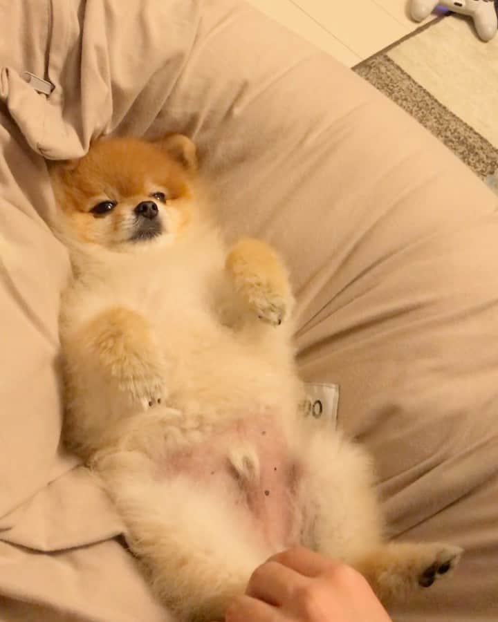 RIO POMEのインスタグラム：「無抵抗…  そして寝落ち💤  #ポメラニアン #pomeranian  #犬 #dog #dogstagram#doglover #愛犬 #わんこ #ポメラニアン大好き #ポメラニアンが世界一可愛い #pom #ぽめらにあん #ポメ#pomeraniansofinstagram  #pomeranianlove #ふわもこ部 #いぬバカ部 #癒しわんこ#instapic#pomstagram #puppy #dogsofinstagram #cute#cutedog」
