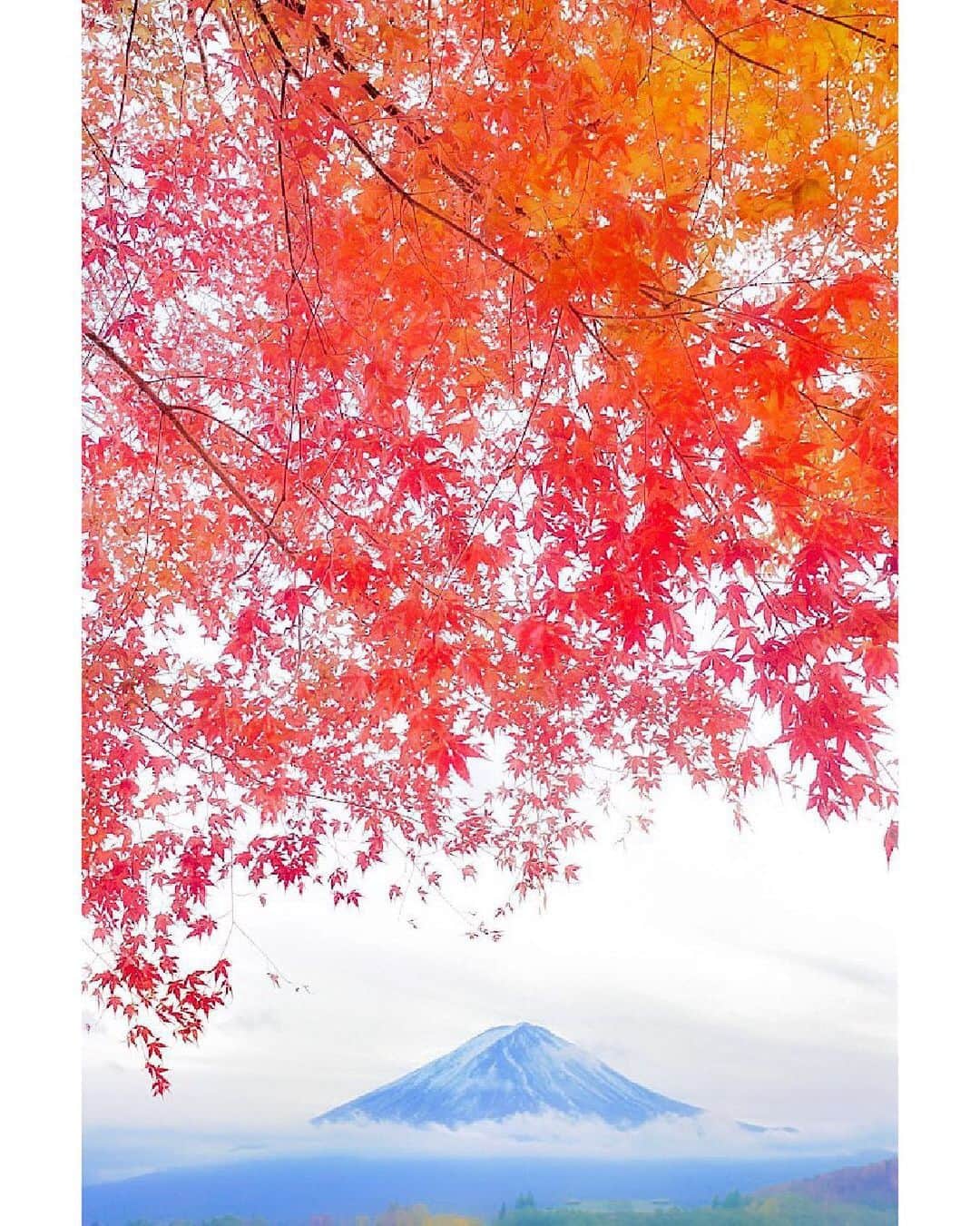 ❤?❤❤❤ Sayo ??❤?❤️❤️❤️のインスタグラム：「★ Happy Friday ★. This is the best season to see the autumn foliage🍁🗻.. . にゃあみぃから目を離せなくなったのでずっと撮影行けてませんがInstgram見てると秋を感じる事ができます☺️. 河口湖で撮った過去picをサイズを変えて🍁. 皆さま素敵な週末を✨✨」