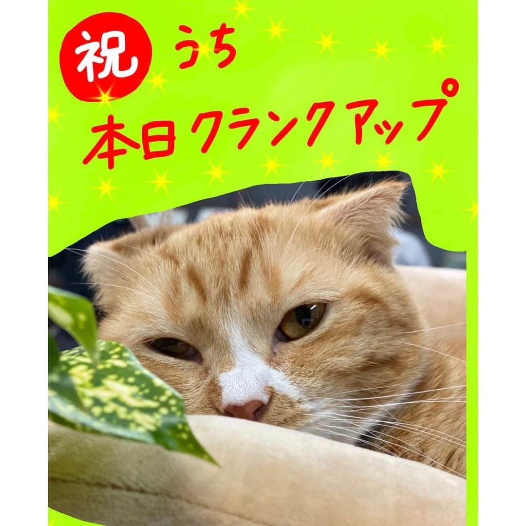 テレビ朝日「ドクターX〜外科医・大門未知子〜」のインスタグラム：「撮影も佳境❣️﻿ ﻿ 今日はベンケーシー さんがアップしました🐈﻿ ﻿ ﻿ #ドクターX #ベンケーシー  #ベンケーシーX #大門未知子　#米倉涼子」