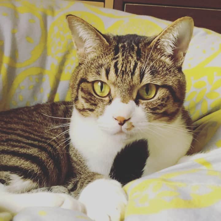 野本かりあのインスタグラム：「寒いので、今日からダウンコート。 ルカは暖房の下で、ご機嫌。 ＃lukarly #catstagram #にゃんすたぐらむ」