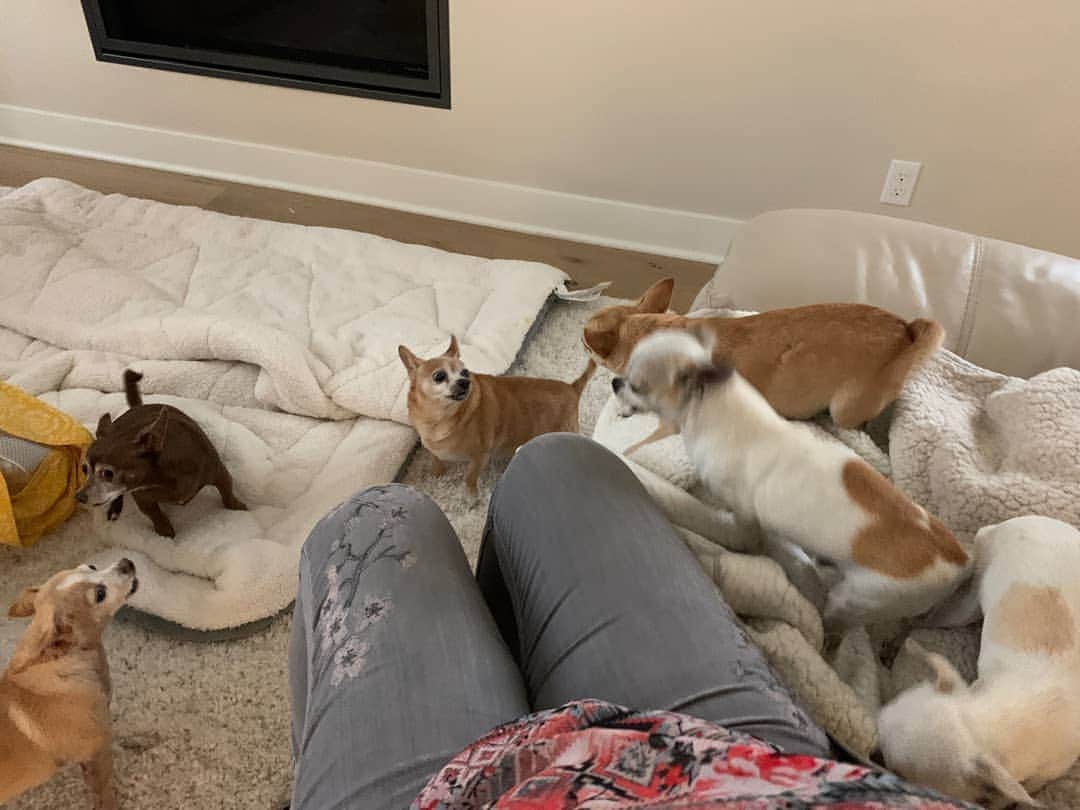 のインスタグラム：「6 chihuahuas in one pic! this is incredibly hilarious 🤣🤣🤣🤣🤣🤣🤣 my mama just found 3 more of them without owner, we gotta search for owners #chihuahua #happychihuahua」