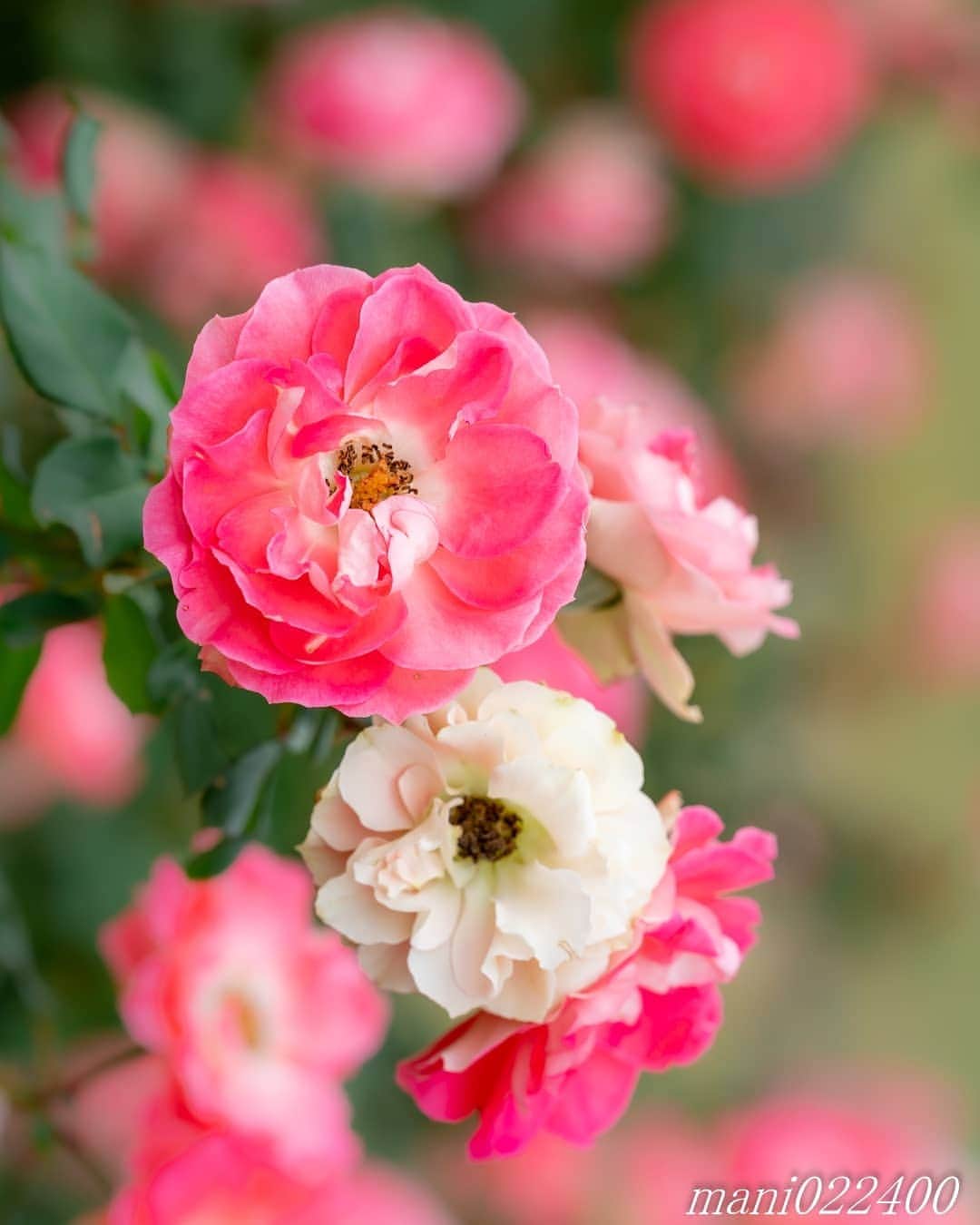 のインスタグラム：「. 7 Dec. 2019 ． . Good morning🌸🌺🌹✨ 京成バラ園のフォトコン、 選んで頂けたようてす。 どれが選ばれたか楽しみです🐥 . . . . . 🌺🌺🌺🌷🌷🌷🌹🌹🌹🌸🌸🌸 ご訪問ありがとうございます🙇 . お花以外の写真は サブアカウントにポストしています。 良かったら、覗いてください🙇🙇 ⬇️⬇️⬇️ @mani0224000 . 🌺🌺🌺🌷🌷🌷🌹🌹🌹🌸🌸🌸 . . . バラ 🔷🔷🔷🔷🔷🔷🔷🔷🔷 #カメラ好きな人と繋がりたい  #flower  #花 #flowers  #写真好きな人と繋がりたい love_bestjapan  serahana #ファインダー越しの私の世界  #花のある暮らし  #bns_lite #eclecticshow #explore_floral . #9Vaga_Rose9 9vaga9  9vaga_3flowers9  #floristsandflowers #ip_blossoms_member #fabulous_shots ig_flowers #ponyfony_flowers #meiko_roses  meiko_flora_member #myheartinshots #la_flowers #rainbow_petals #top_favourite_flowers  #quintaflower #inspiring_shot #phx_flowers dreaming_in_macro #flower_special_legend  nature_special_legend  #ind_flowers #tv_flowers #best_mmf_vipday  #best_beauty_flora_  9vaga_flowersart9 #ptk_flowers #fleur_noblesse_m .」
