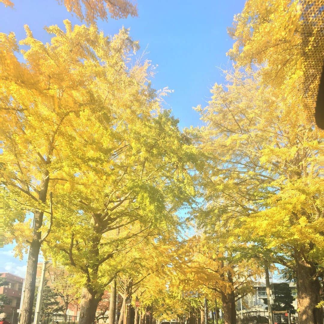 林有紀奈のインスタグラム：「もうそろそろ完全に散ってしまうけど﻿ いちょう並木に☺️癒されていたここ最近！﻿ ﻿ #遠回りして癒されてたから寂しいな😂🥺﻿ #今日は上下極暖です#今年極暖デビューしましたがあったかい♡🤣﻿ #腹巻きもマフラーも手袋も完全防備で備えますす﻿ #夕方まで外にいたらきっと顔カピカピアンド麻痺や☺️﻿ #先ず寒さとの戦いに勝ちにいきます❗️🧤☺️💪🏻 #駒沢屋内競技場#16時試合開始予定です🔥」