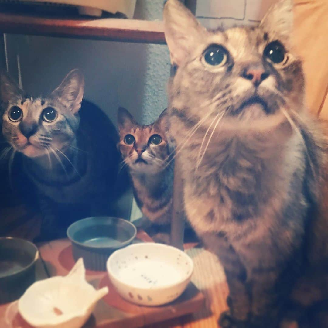 makicocomoさんのインスタグラム写真 - (makicocomoInstagram)「Where is our dinner? ・ 余計に待たせてみたくなります(〃ω〃)」12月6日 23時32分 - makicocomo