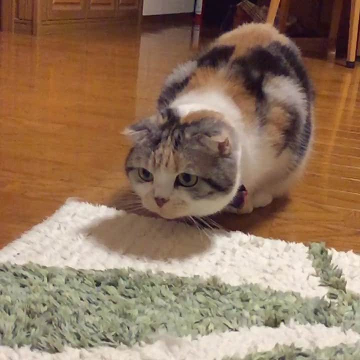 takegaeruのインスタグラム：「ぴょんぴょんまりん( ^ω^ )  #cat #scottishfold #猫 #スコティッシュフォールド #三毛スコ友の会」