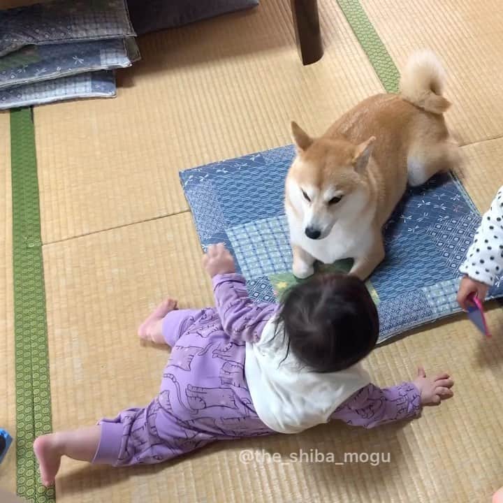 Moguのインスタグラム：「. びっくりしたなの。 #この場所が危険なのは #もぐの耳が予感していた #だけどここにしか座布団がない #このまま座布団をとるか移動して安穏無事をとるか #せめぎ合う心 . @the_shiba_mogu  #柴犬 #shibainu #shiba#赤柴 #redshiba#犬 #dog#しばいぬ#nannydog#犬と子供#子供と犬#柴犬と子供#柴#赤ちゃんと犬#犬と赤ちゃん#柴犬と赤ちゃん#赤ちゃんと柴犬#柴犬のいる暮らし#子守犬」