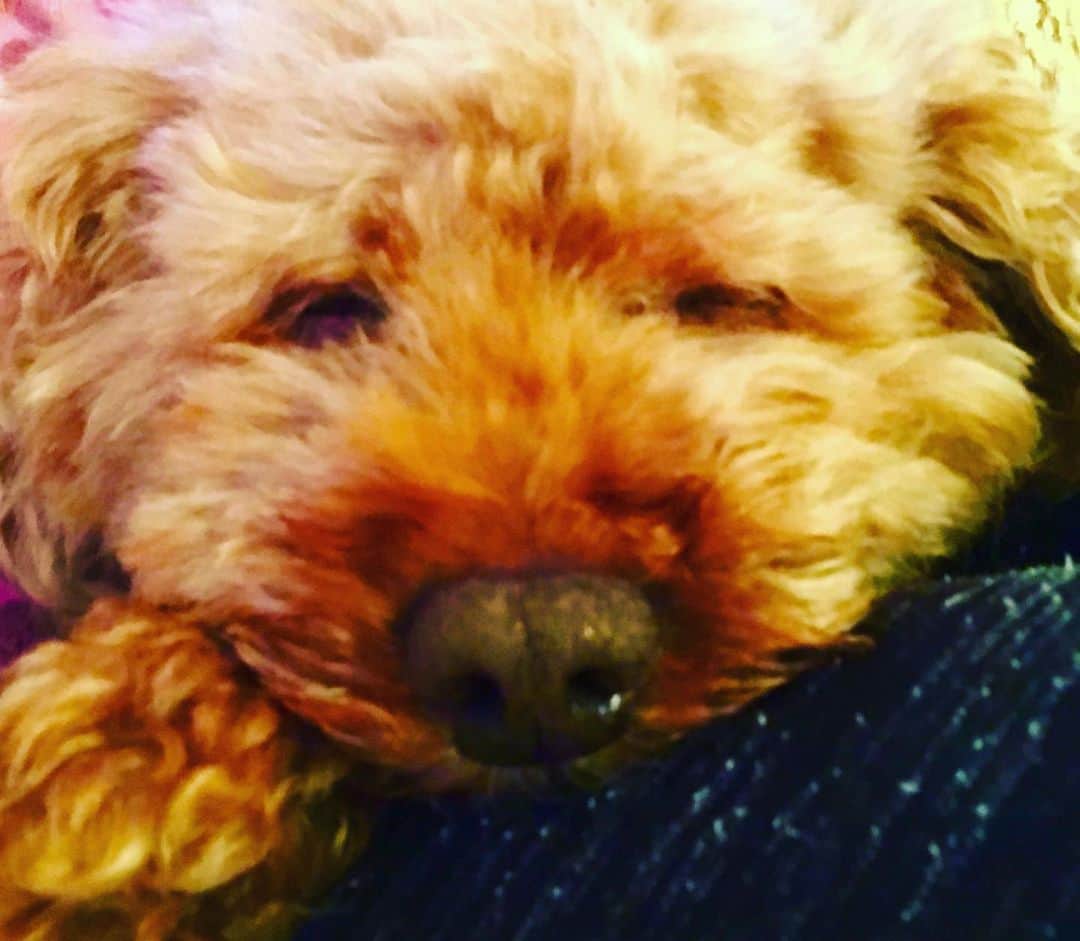 マイケル富岡のインスタグラム：「うぅ…落ちる…睡魔が…♡ #溺愛 #家族 #息子 #ベイビー #マイケル富岡 #俳優 #タレント #ハーフ #愛犬家 #愛犬 #睡魔 #actor #actorslife #shooting #sleepy #mybaby #mylove #family #love #youaremyeverything #impactdogcratesmarjun」