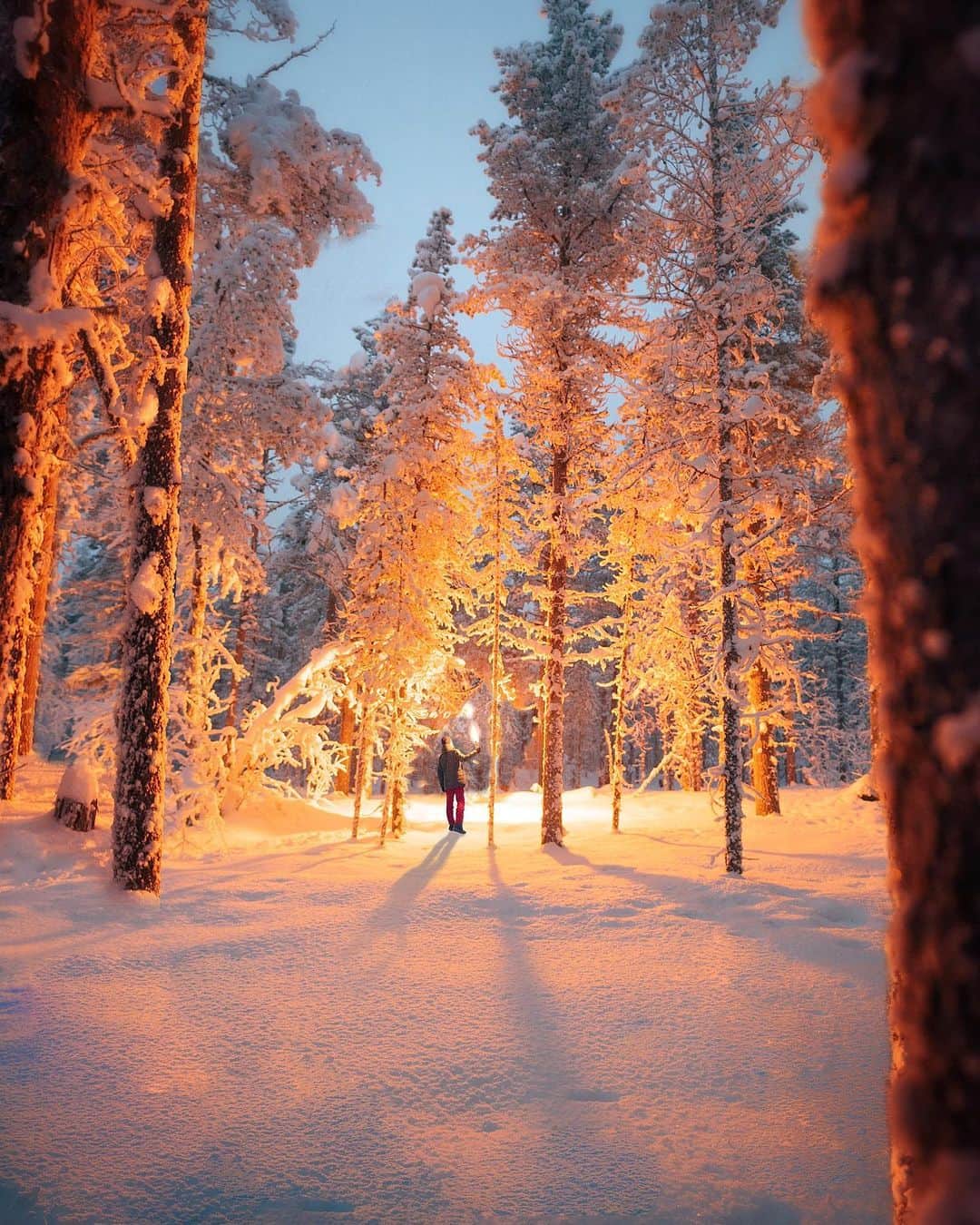 のインスタグラム：「{ 🔥+❄️ } • The complementary contrast of cold and warm tones is the most relevant experience of walking in a white forest while the blue of the long winter night arrives. #sonyalpha」