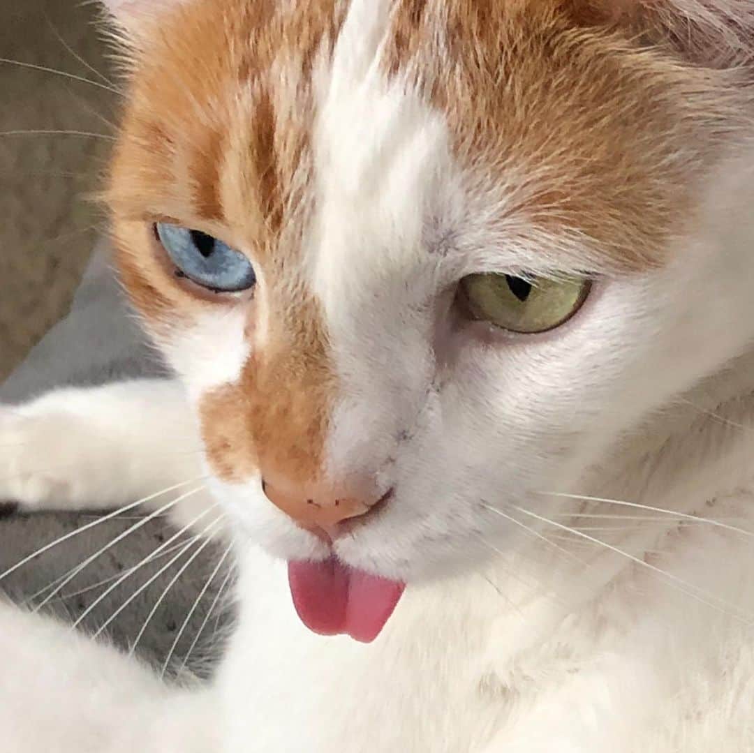 Richard Kittyさんのインスタグラム写真 - (Richard KittyInstagram)「I have captured the GREATEST BLEP! 👅 I scrambled for my phone when I saw this, wasn’t sure how long it’d last. A second after this photo, it was gone. Vanished in the wind. #blep」12月7日 0時52分 - richard_kitty