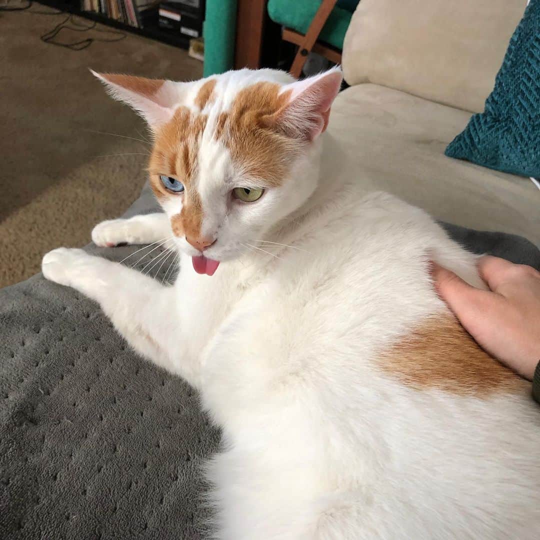 Richard Kittyさんのインスタグラム写真 - (Richard KittyInstagram)「I have captured the GREATEST BLEP! 👅 I scrambled for my phone when I saw this, wasn’t sure how long it’d last. A second after this photo, it was gone. Vanished in the wind. #blep」12月7日 0時52分 - richard_kitty